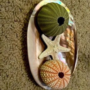 2 sea urchins and a star fish with tray